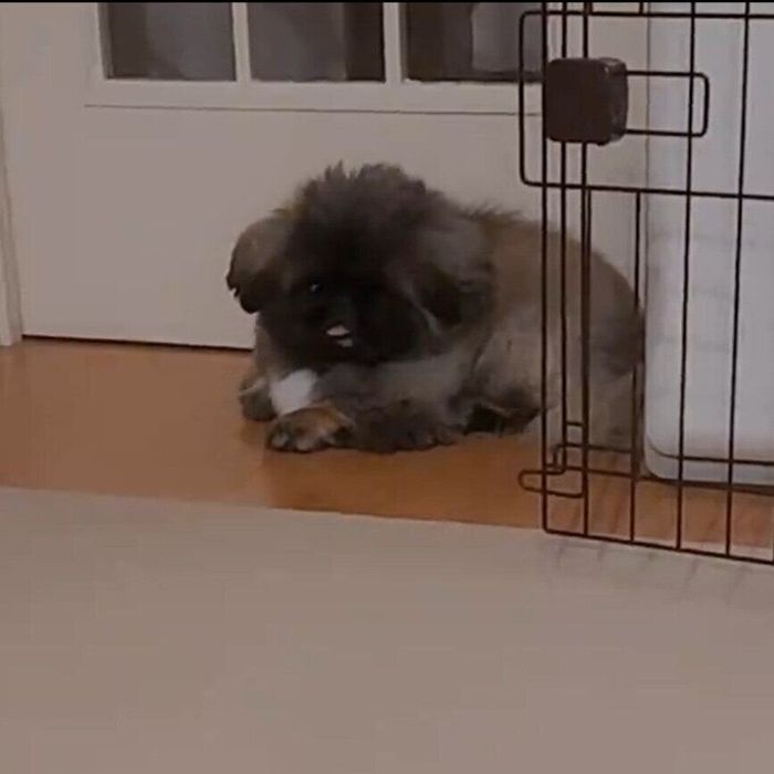 くつろいでいる朱鞠くん