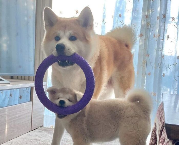 おもちゃをくわえる大吉くん、幸ちゃん