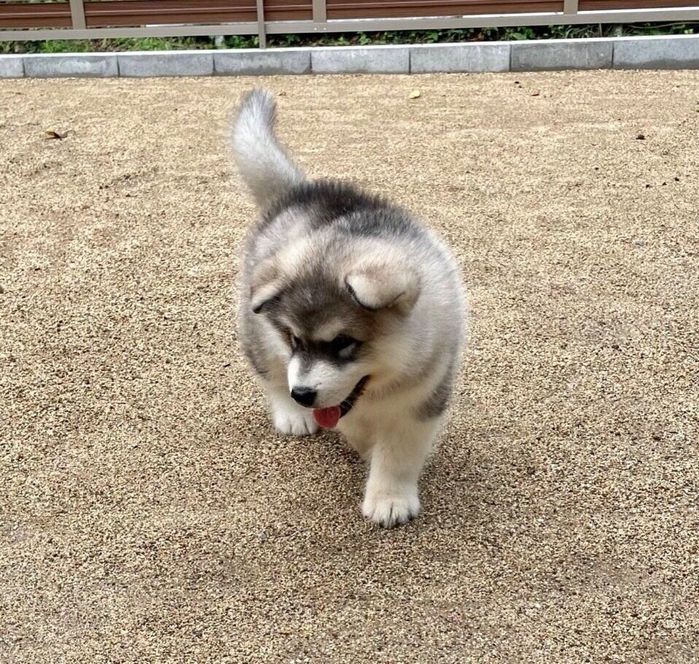 家に迎えて2日目のアルくん