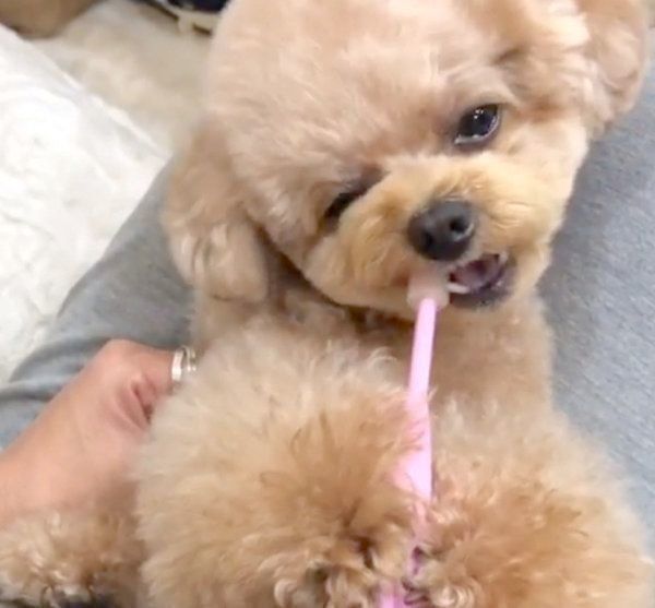 歯磨きをするトイ・プードル
