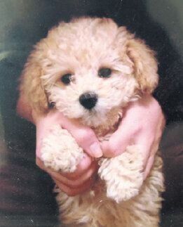 生後約２カ月当時のフォアちゃん