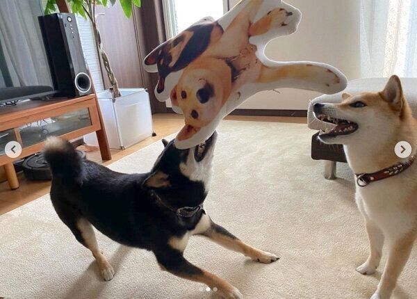 楽しそうに遊ぶ小次狼くんと五十鈴ちゃん