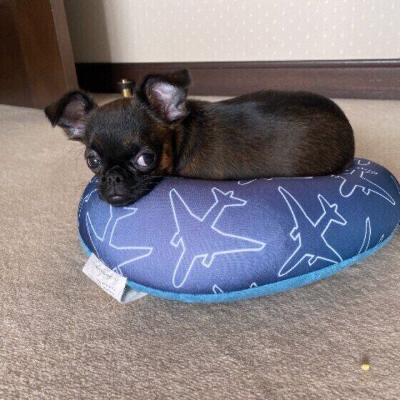 プチ・ブラバンソン