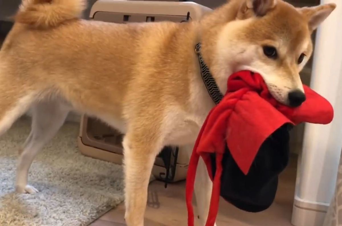 マントを盗む柴犬