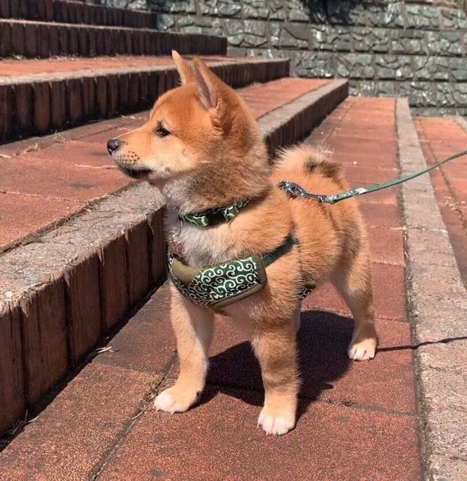 散歩デビューしたときのろくくん