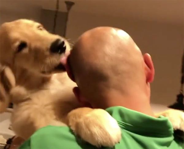 舐めるゴールデン・レトリーバー