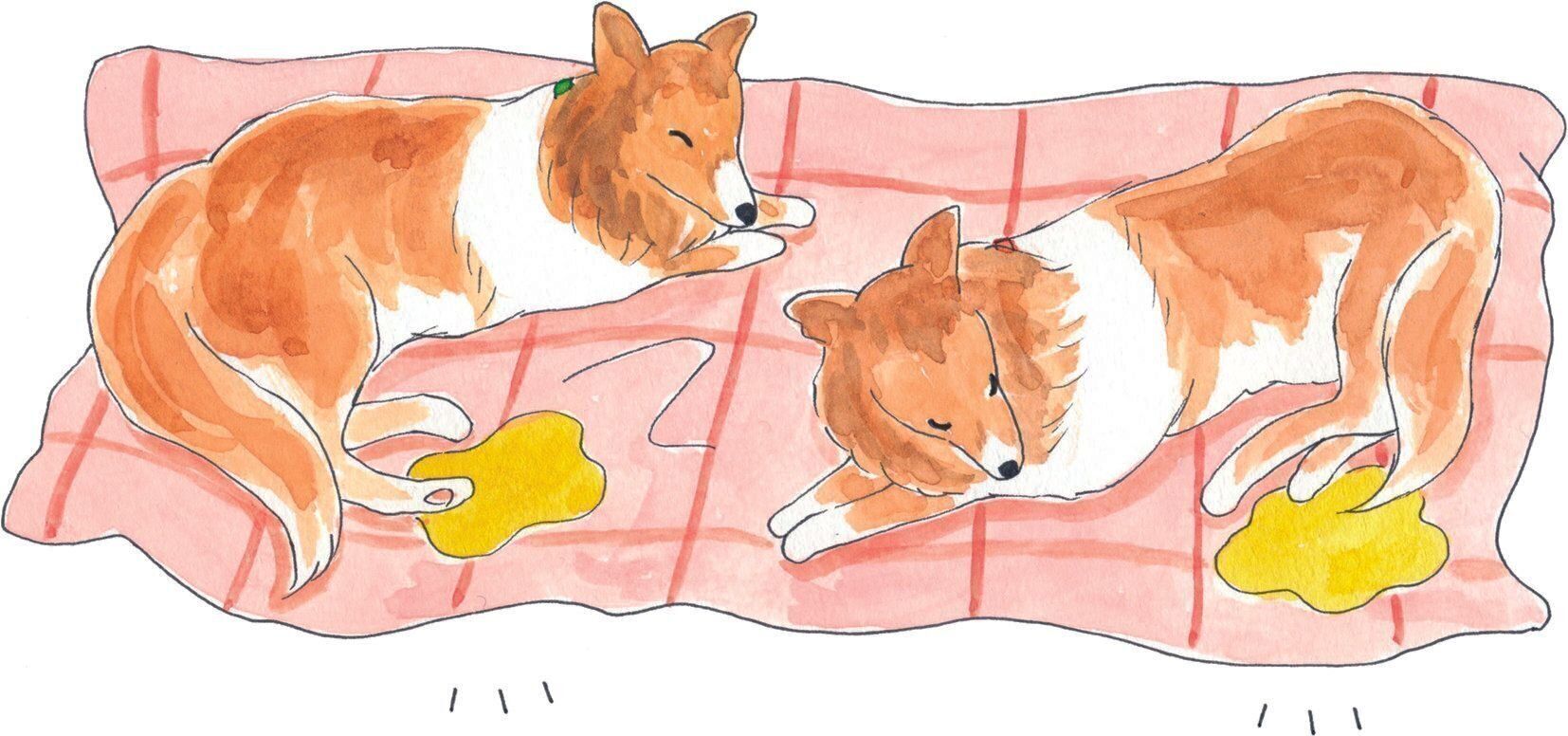 イラスト／今井夏子