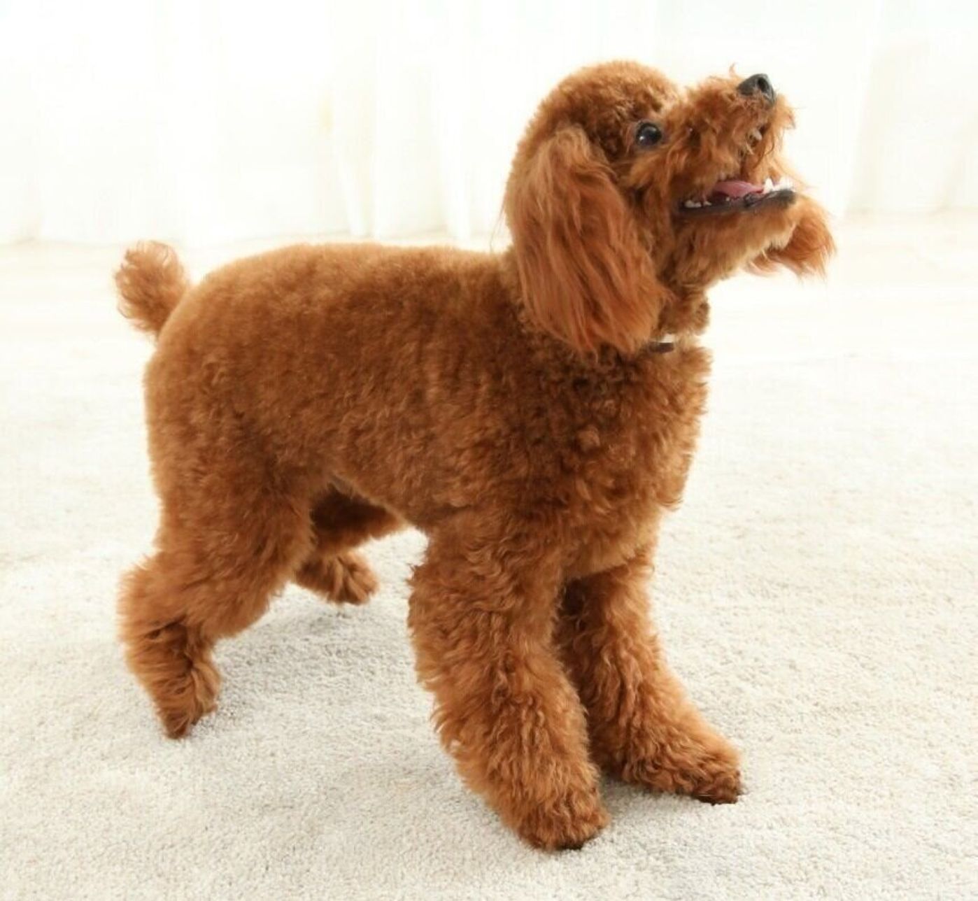 留守番中の愛犬のムダ吠えに悩む飼い主さんへ 絶対使って欲しいアイテム3選 いぬのきもちweb Magazine 留守番中の愛犬のムダ吠えに悩む飼い主さんへ 絶対使って欲しいアイテム3選 いぬのきもちweb Magazine