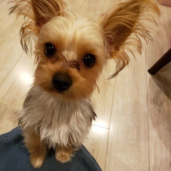 見つめるヨークシャー・テリア