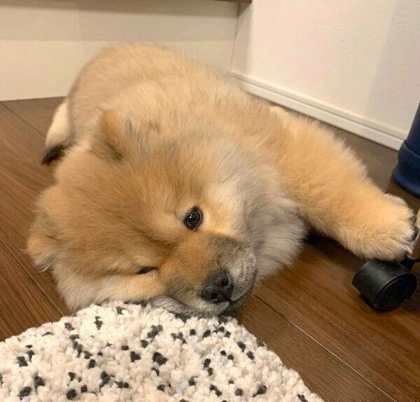 寝転がるわたるくん