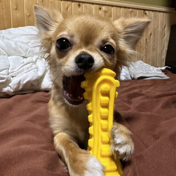 「犬用おもちゃ」種類別の遊び方と注意点は？ 思わぬ事故を予防するポイント いぬのきもち