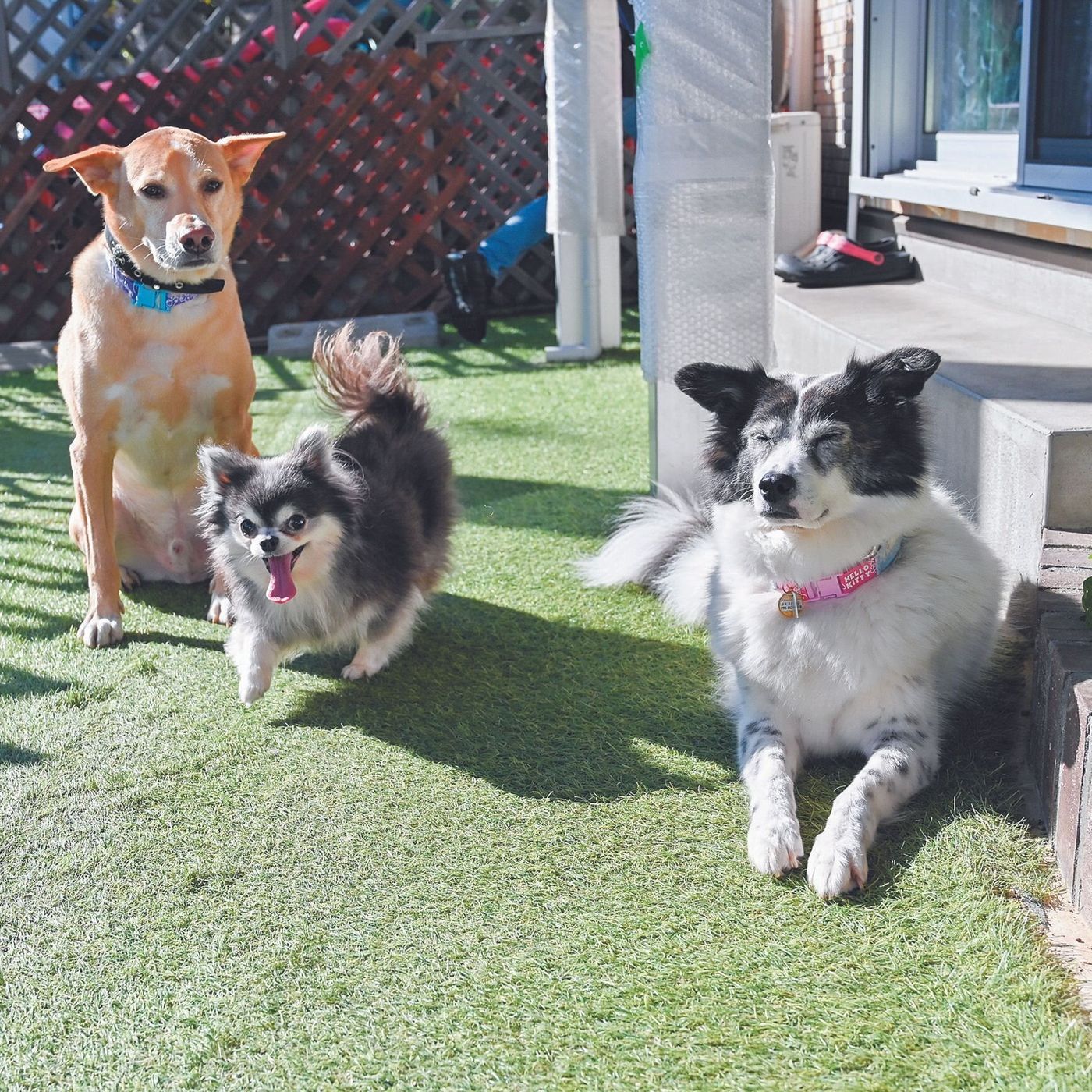 ひとりひとりのボランティアが各家庭で保護犬を預かり 幸せな家庭へとつなぐ活動 いぬのきもちweb Magazine ひとりひとりのボランティアが各家庭で保護犬を預かり 幸せな家庭へとつなぐ活動 いぬのきもちweb Magazine