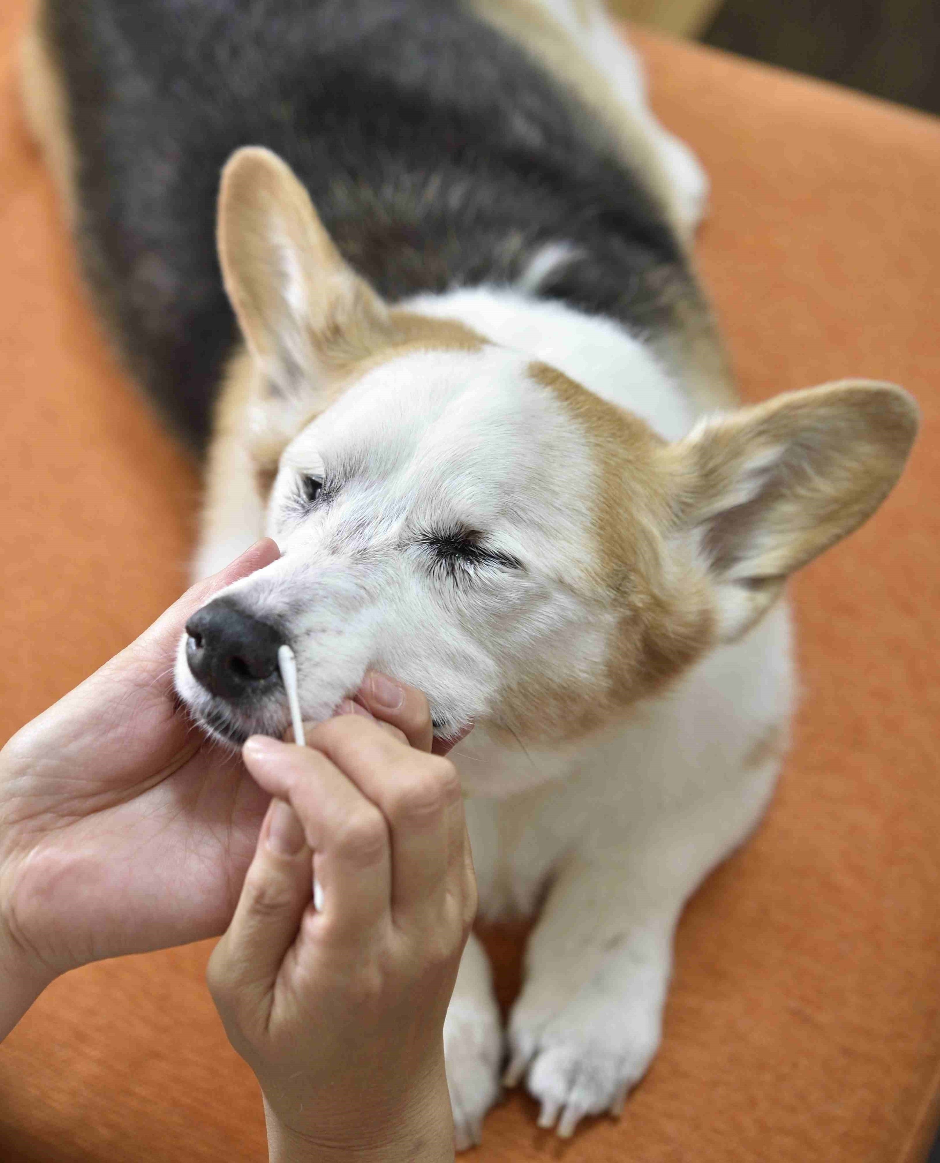 放射線治療の影響でホコリをキャッチするフィルターがなくなり、すぐに汚れがたまってしまうため、1日2回は綿棒でやさしく取ります。