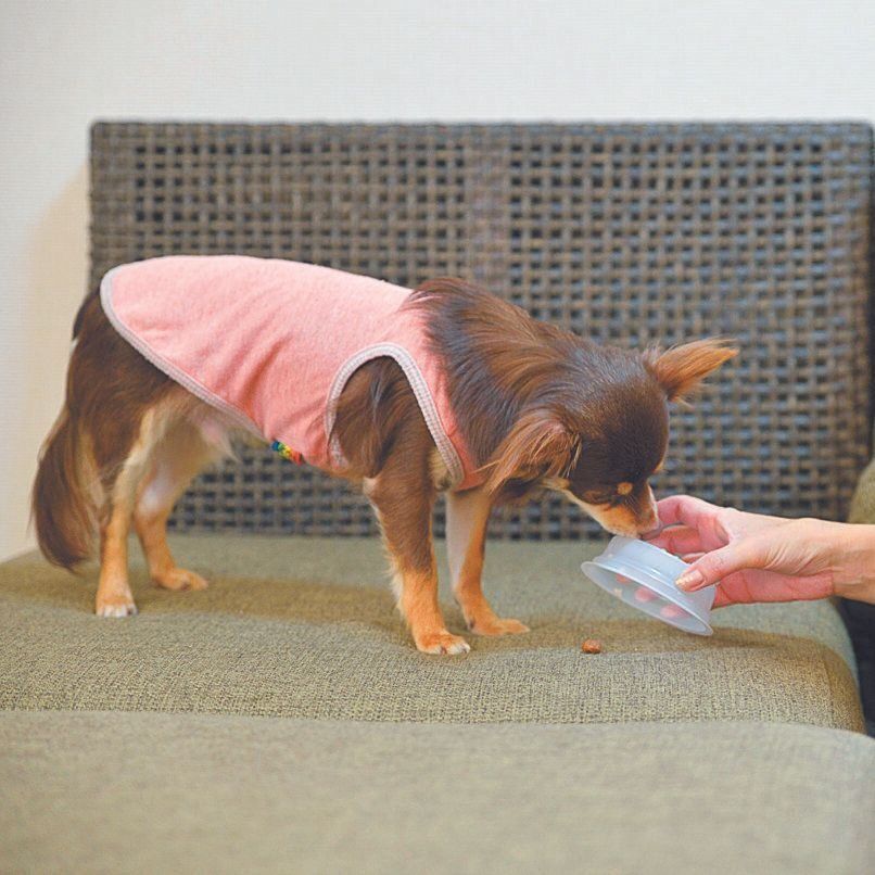 試行錯誤の結果、タルトくんが好むおやつは３～４種類に絞られたため、毎回全種類を用意しておきます。とくに焼きいもが大好き