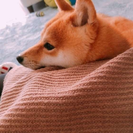 飼い主さんにくっつく柴犬