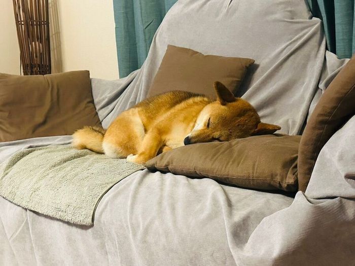 ソファで眠るつくねちゃん