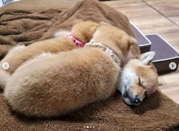 身を寄せ合って眠るコイくん、トロくん、ウニくん