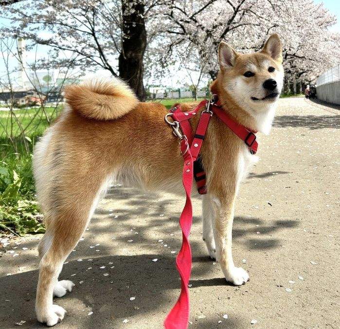 散歩をするりんちゃん