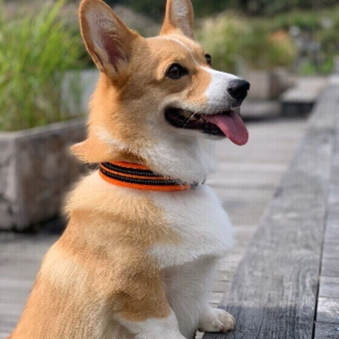 季節の変わり目に 犬の免疫力をアップさせる 生活習慣 いぬのきもちweb Magazine 季節の変わり目に 犬の免疫力をアップさせる 生活習慣 いぬのきもちweb Magazine