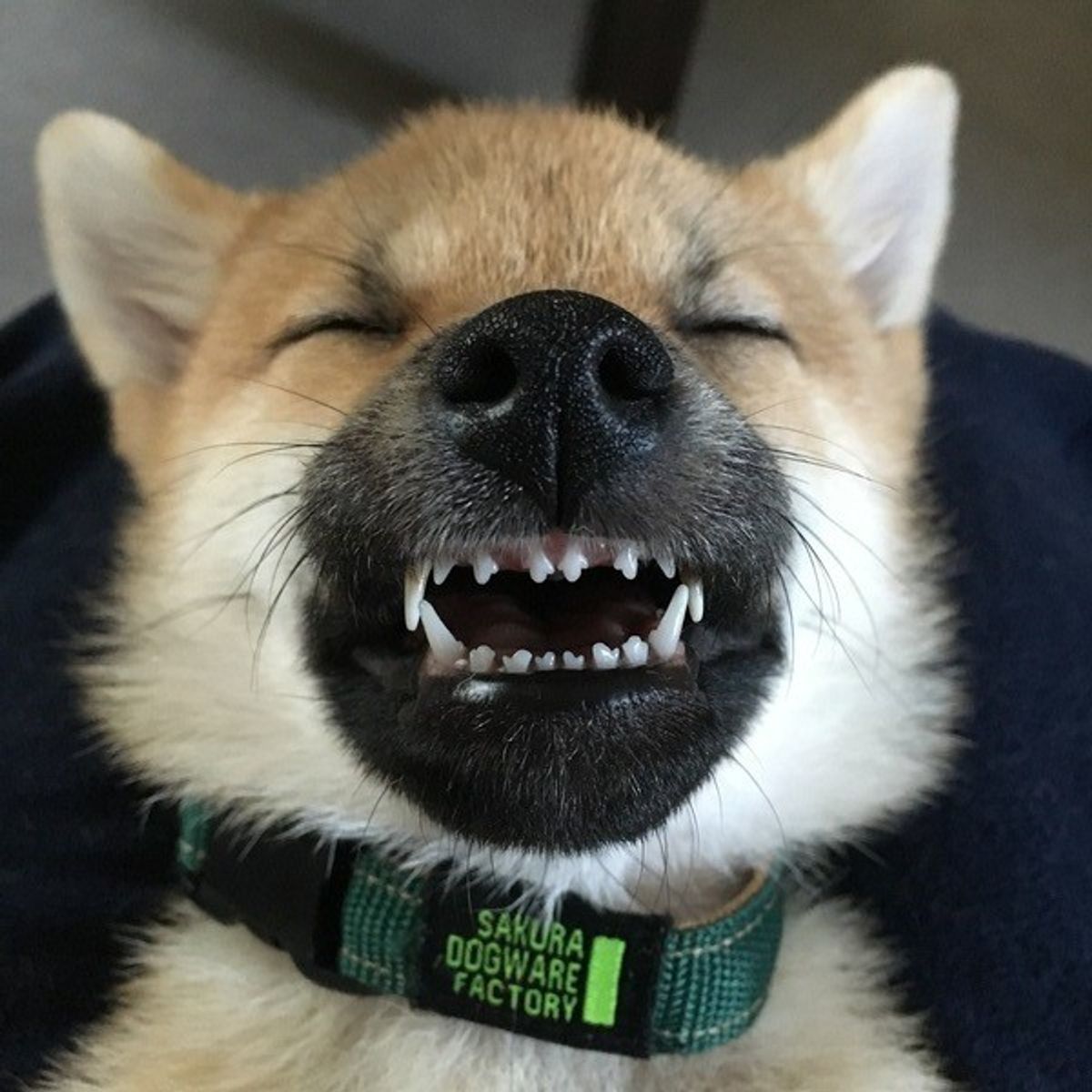 獣医師が解説 犬も虫歯になる 原因やチェック法 日頃のケアまで いぬのきもちweb Magazine 獣医師が解説 犬も虫歯になる 原因やチェック法 日頃のケアまで いぬのきもちweb Magazine