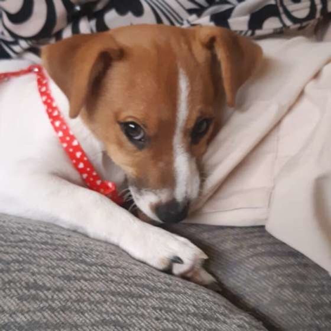 獣医師監修 犬の膿皮症 原因や治療 ホームケアについて いぬのきもちweb Magazine 獣医師監修 犬の膿皮症 原因や治療 ホームケアについて いぬのきもちweb Magazine