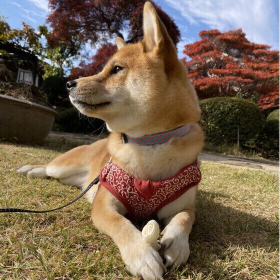 柴のハナちゃん