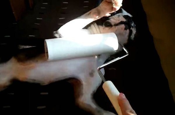 コロコロされるフレンチ・ブルドッグ