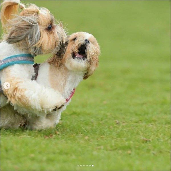 アタックワンコ