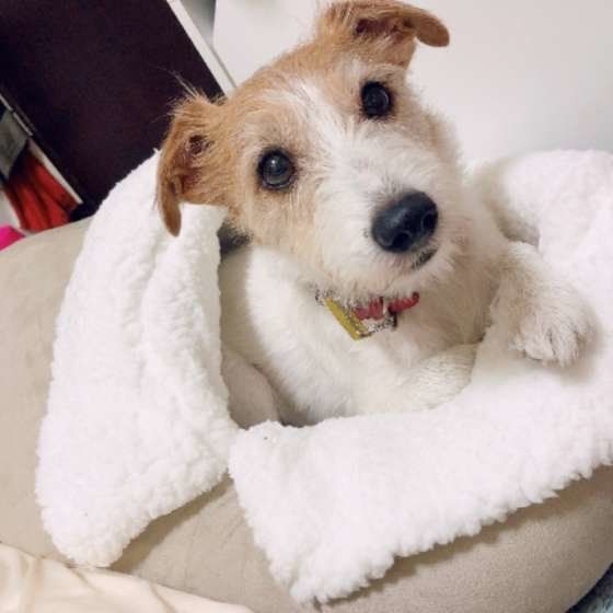 犬の発熱は病気のサイン