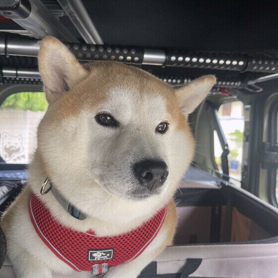 柴のやまとくん