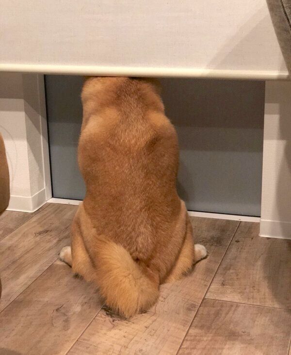 パパさんの帰宅を待つアンチョビくん