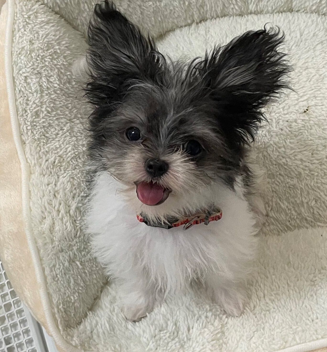 かわいらしくカメラを見つめる子犬時代のもじゅくん