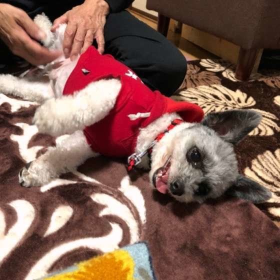 マッサージしてもらう犬