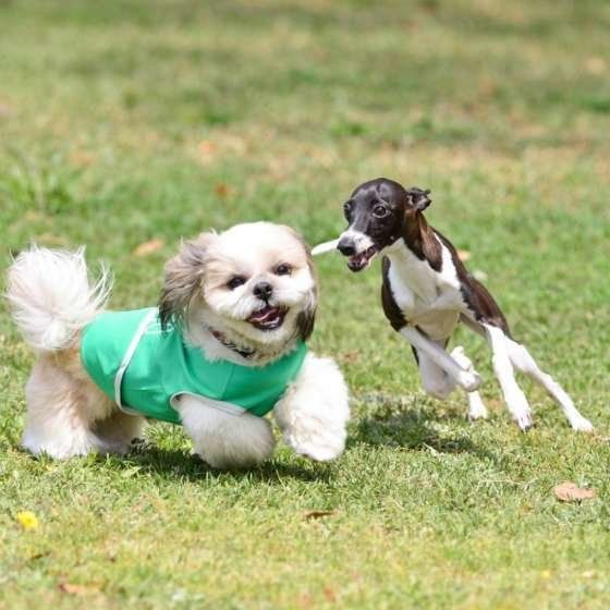 ポチャッコちゃんたち