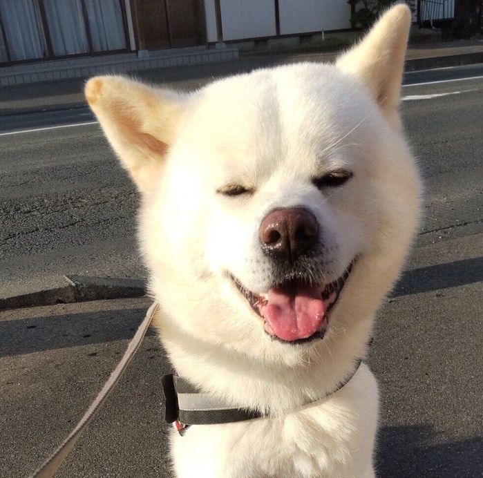 笑顔が可愛い福丸くん