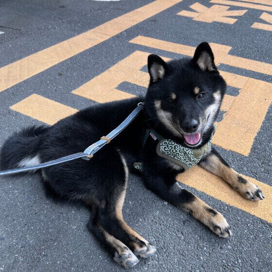 柴の武蔵くん♪