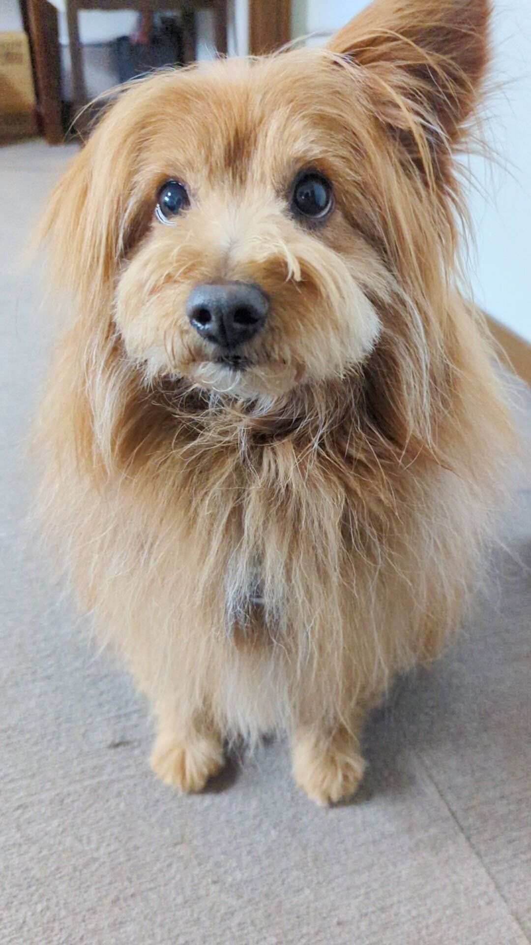 キョトンとした顔の犬