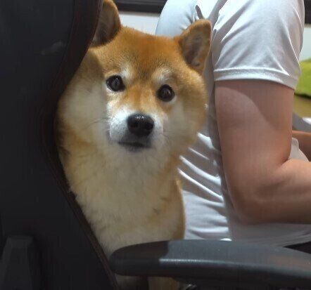 背中の隙間に入り込む犬