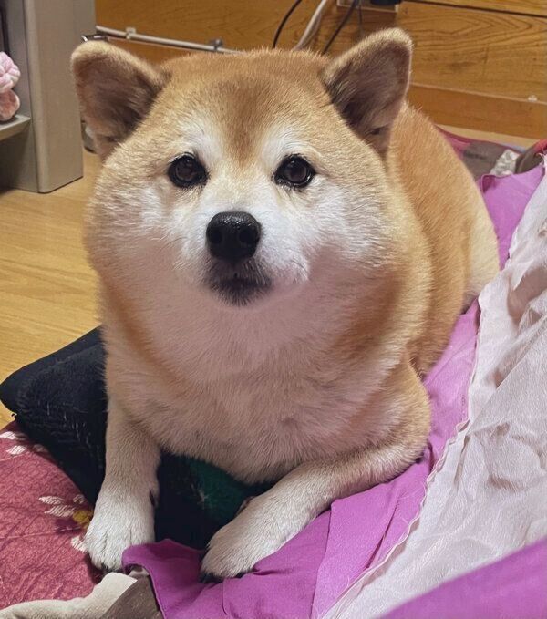 見つめるエマちゃん