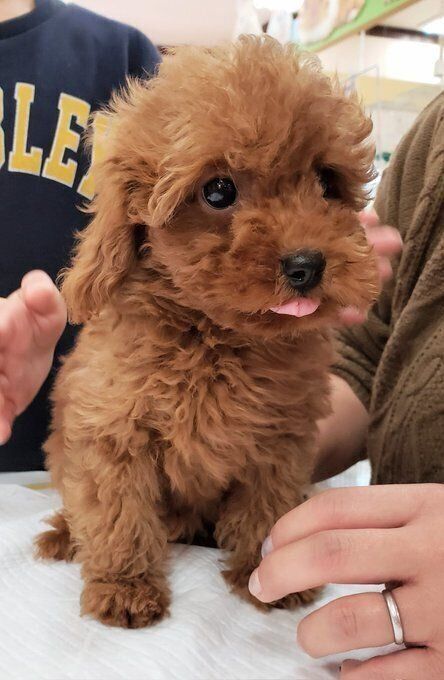 生後2カ月のトイプードル