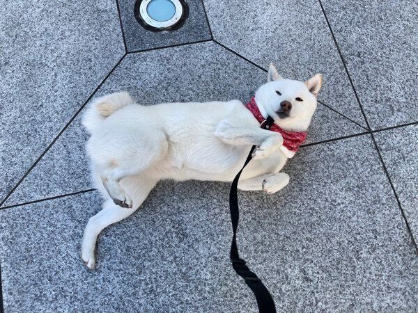 散歩拒否をするゆきみちゃん