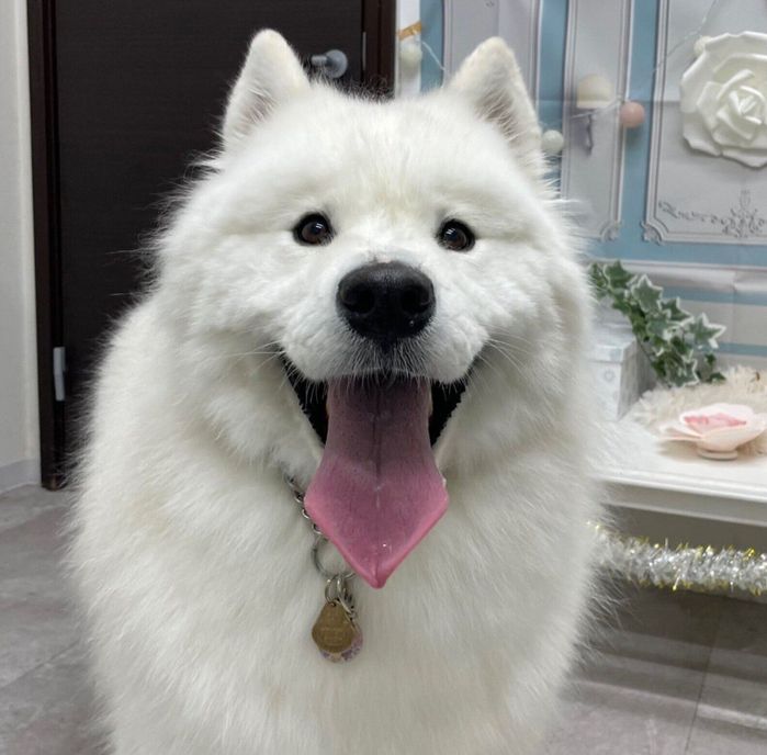 ふわふわなこはくちゃん
