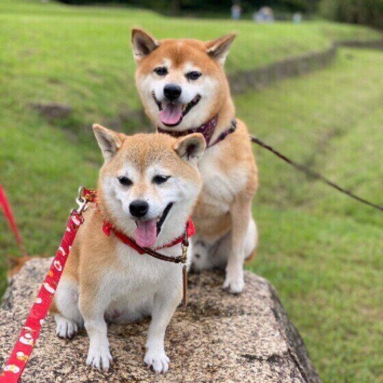 石の上に行儀よく座り、笑っているような表情を見せている2匹の柴犬