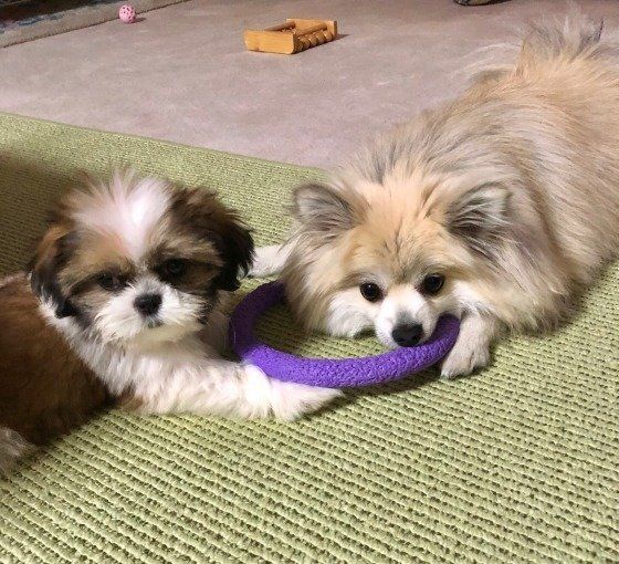 おもちゃで遊ぶ2頭の犬