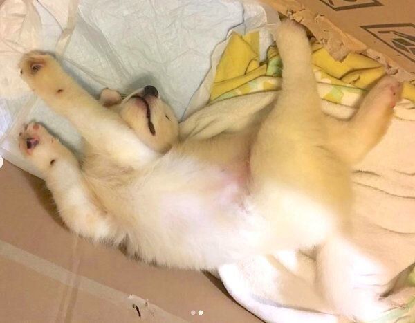 大胆な寝相の秋田犬