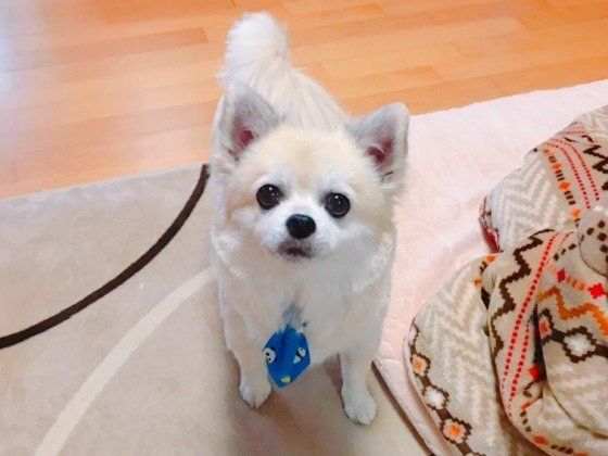 トリミング後のチワワ