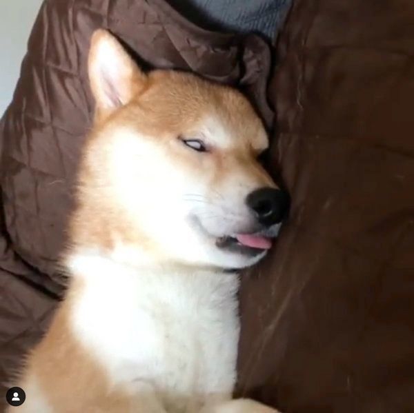 こんなに可愛い柴犬が 寝ているときの顔 に思わず衝撃 いぬのきもちweb Magazine