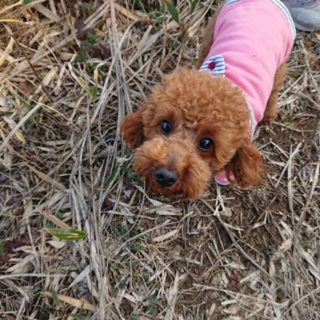 犬が 落ち葉 を食べてしまった 体に起こりうる異変とは いぬのきもちweb Magazine 犬が 落ち葉 を食べてしまった 体に起こりうる異変とは いぬのきもちweb Magazine