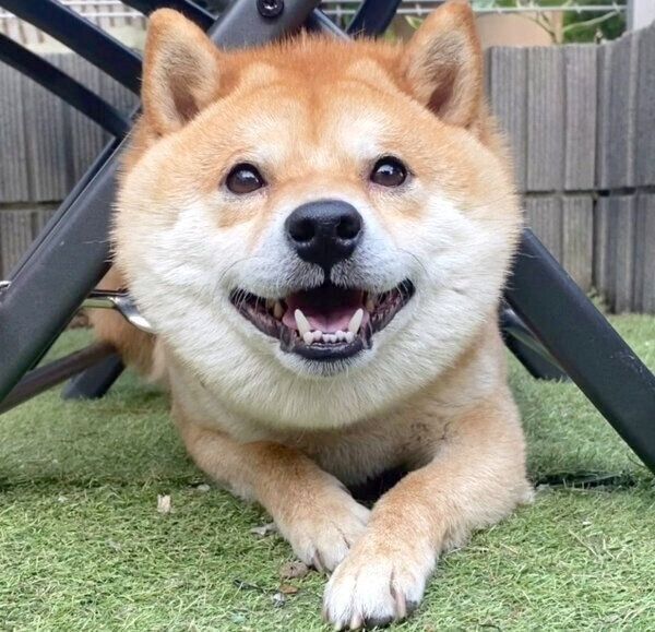 ニコッと笑う豆千代くん