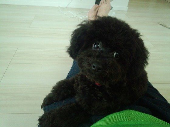 飼い主さんに甘えるトイ・プードルのペスちゃん